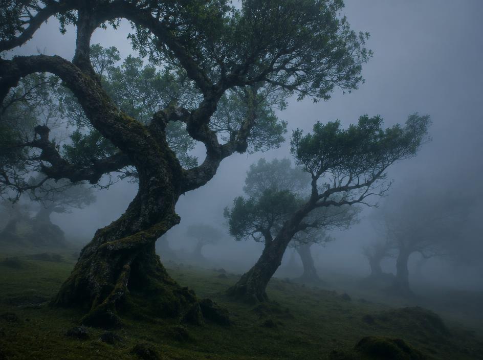 Mist walk in the Fanal laurel forest